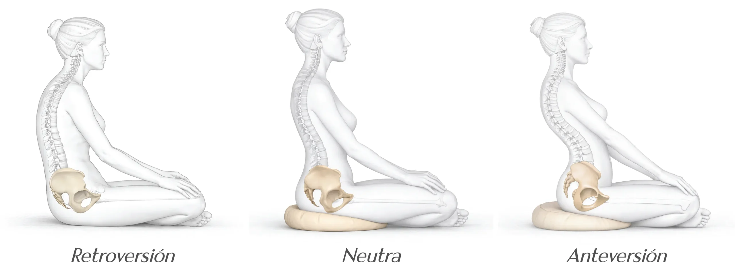 posiciones de la pelvis en la postura de meditación retroversión anteversión y posición neutra