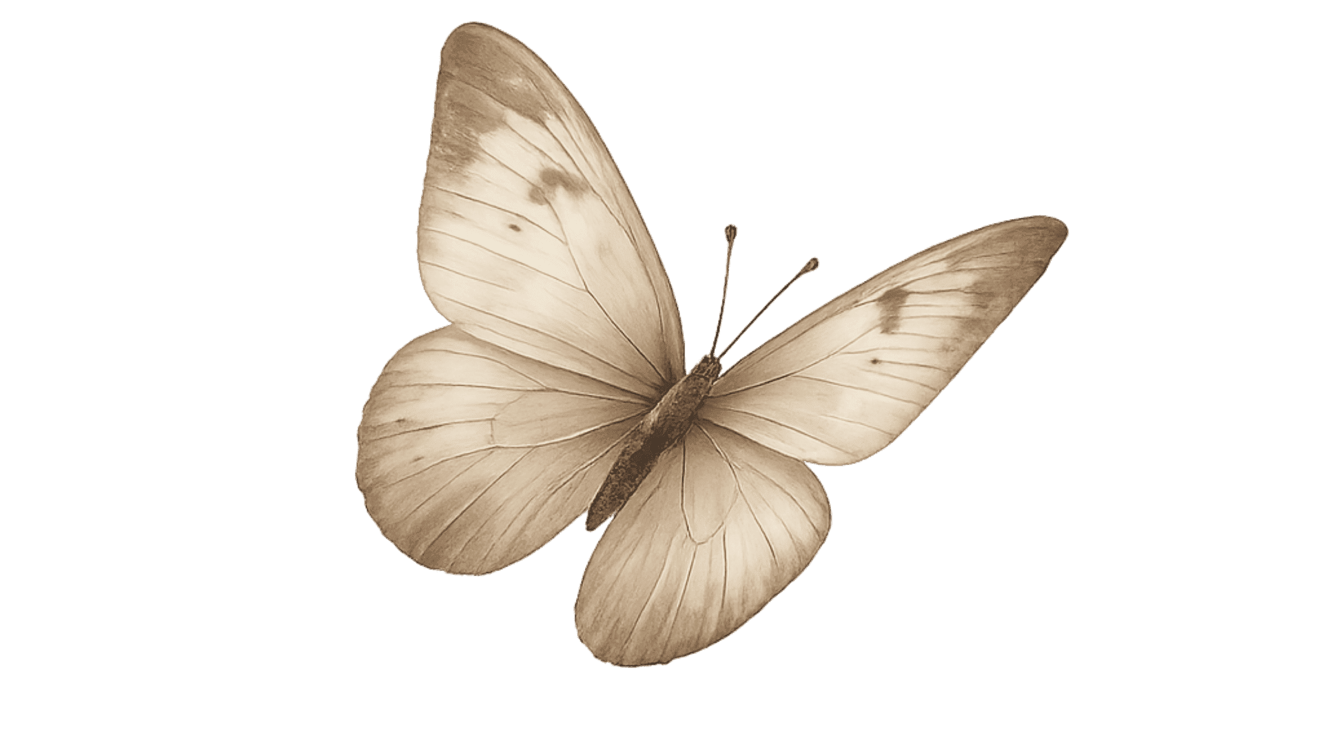 mariposa en tonos suaves simbolizando transformación en retiros de meditación