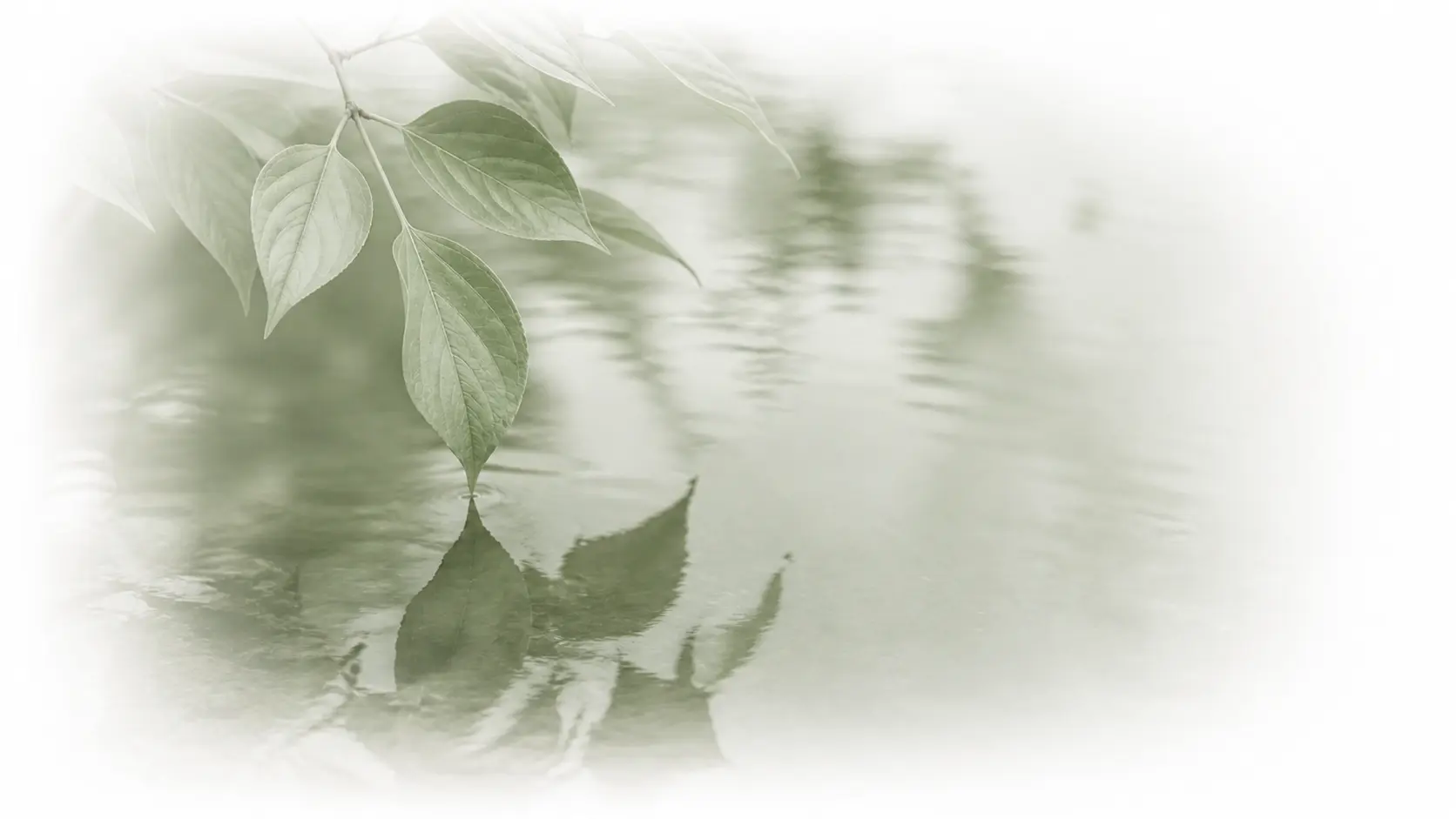 Detalle de naturaleza — Dhamma como la realidad tal como es
